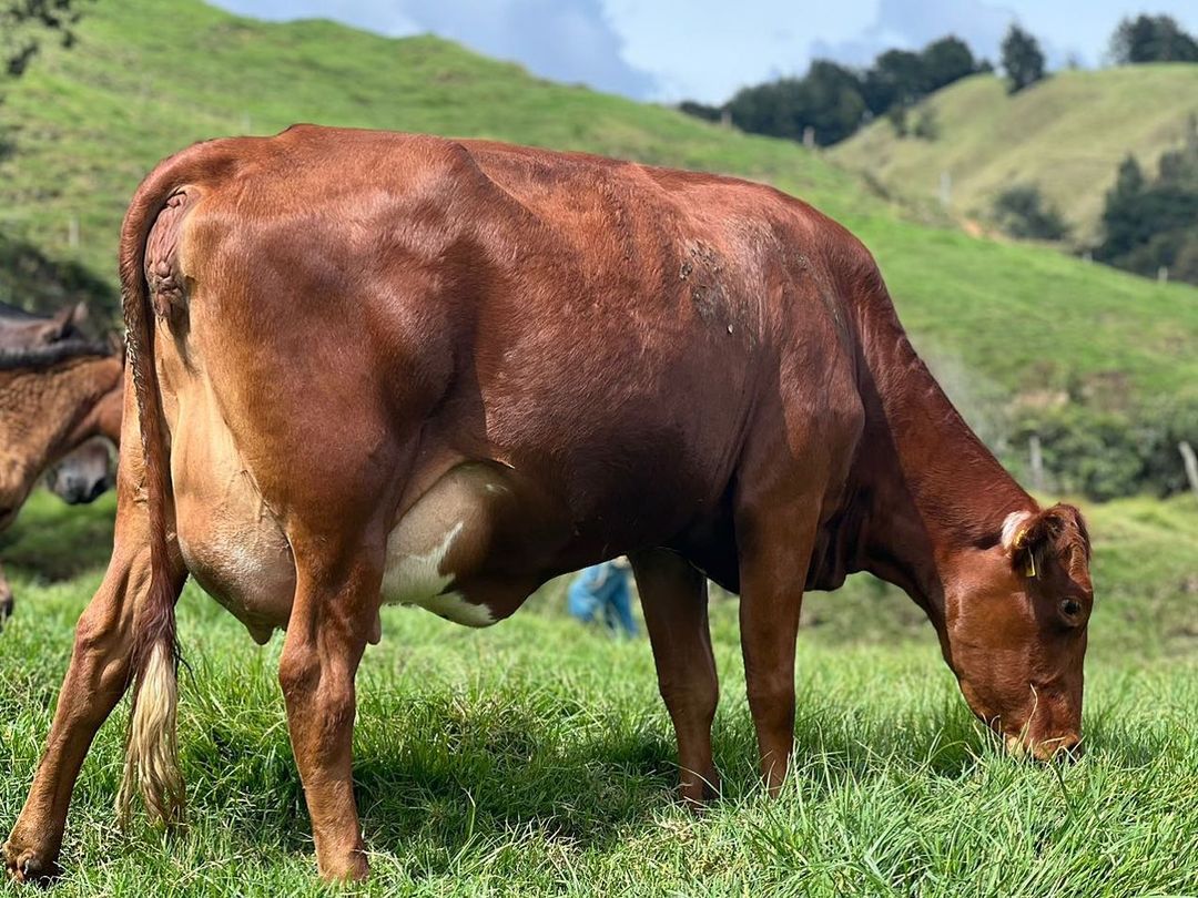 FOTO 1 Vaca.jpg__PID:76a25e25-145e-4af4-b770-228f8eb926bc